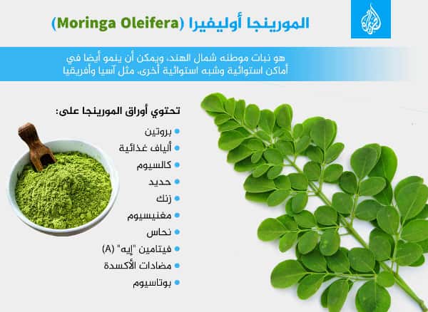 Thumbnail for عشبة المورينجا الهندية 